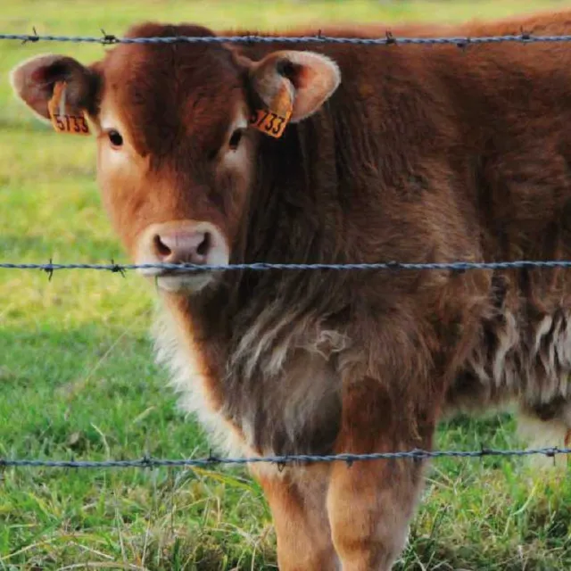 AZ Clôture Grillage barbelé agricole élevage gibier